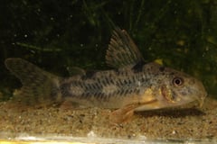 Young, captive-bred adult specimen.