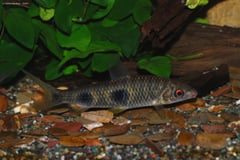 Subadult specimen from the German aquarium trade.