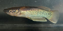 Adult male; aquarium strain.