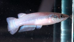 Adult male; ornamental 'blue' form.