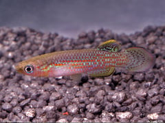 Male individual; aquarium strain.