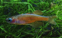Adult male specimen.