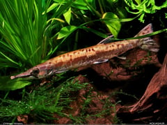 Subadult individual.