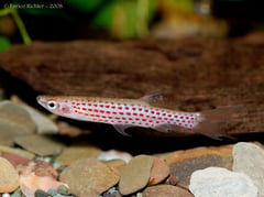 Newly-imported adult male with some fin damage evident.