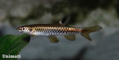 Adult male individual.