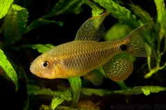 Adult male individual.