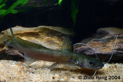 Subadult individual.