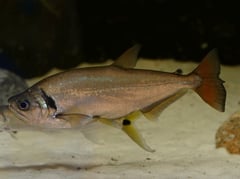 Subadult in the aquarium.