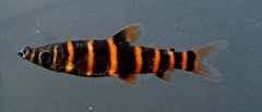 Individual collected from the rio Teles Pires drainage, rio Tapajós system, Brazil.