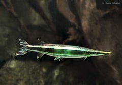 Adult individual in the aquarium.