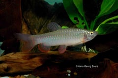 Male individual.