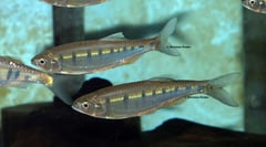 Wild -collected adult specimens.