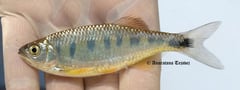 Live specimen measuring 80 mm SL collected from the type locality in Sangklaburi District, Maeklong drainage, Kanchanaburi Province, Thailand.