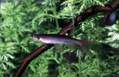 Adult male individual.
