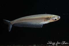 Subadult individual.