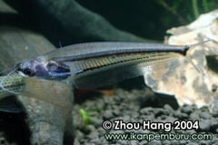 This species is very rare in the aquarium trade.