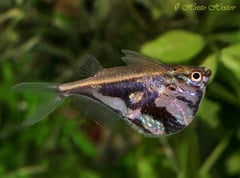 What we currently know as C. strigata may turn out to represent a group of closely-related species (see 'Notes').