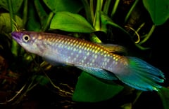 Adult male specimen; Conakry population.