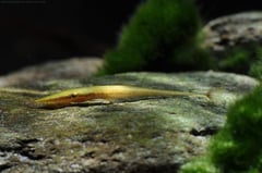 This species is capable of taking on a greenish or brownish (as here) colour pattern depending on its surroundings.