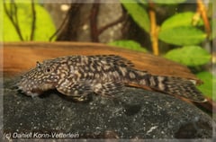 Adult male specimen.