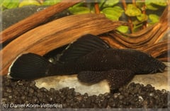 Female individual from the German aquarium trade.