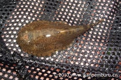 Specimen photographed in the field.