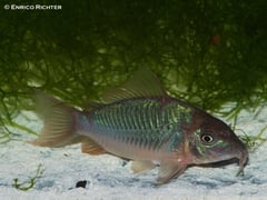 Adult individual from the German aquarium trade.