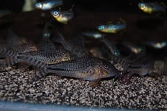 Specimens from the UK aquarium trade.