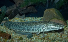 Adult individual in a public aquarium display.