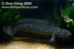 Adult male individual.