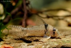 Specimen from the German aquarium trade.