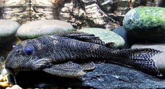 Old adult male with slightly faded colour pattern.