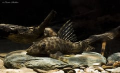 This species is sometimes traded under the generic names Hemiancistrus, Sophiancistrus or Peckoltichthys.