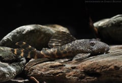 Subadult specimen.