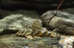 Subadult specimen.