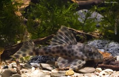 Specimen from the German aquarium trade.