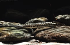 Subadult individual.