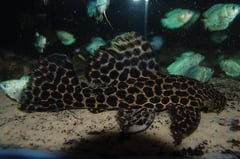 Juvenile specimen from the rio Uruguay.