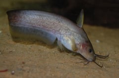 This species is exceptionally rare in the aquarium trade.