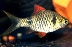 Adult male from the UK aquarium trade.