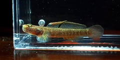 Adult male specimen from an unspecified location in Guangxi, China.