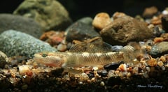 Young aduit male individual from the Nan River, northern Thailand.
