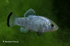 Adult male individual.