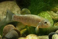Adult male specimen.