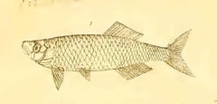 Original drawing of D. aequipinnatus from McClelland (1839) depicting a fish without body stripes or caudal-fin patterning.