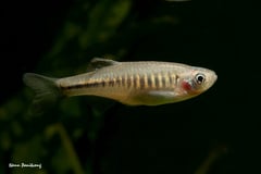 Wild-collected individual.
