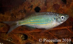 Subadult from Perlis state, Peninsular Malaysia.