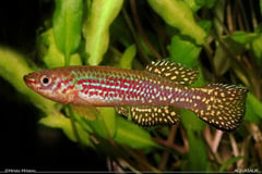 Fundulopanchax gresensi Takwai HH 1
