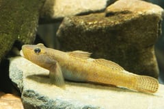 Adult male specimen from Hamamatsu, Shizuoka Prefecture, Japan.