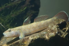 Adult male specimen from Kawane, Haibara District, Shizuoka Prefecture, Japan.